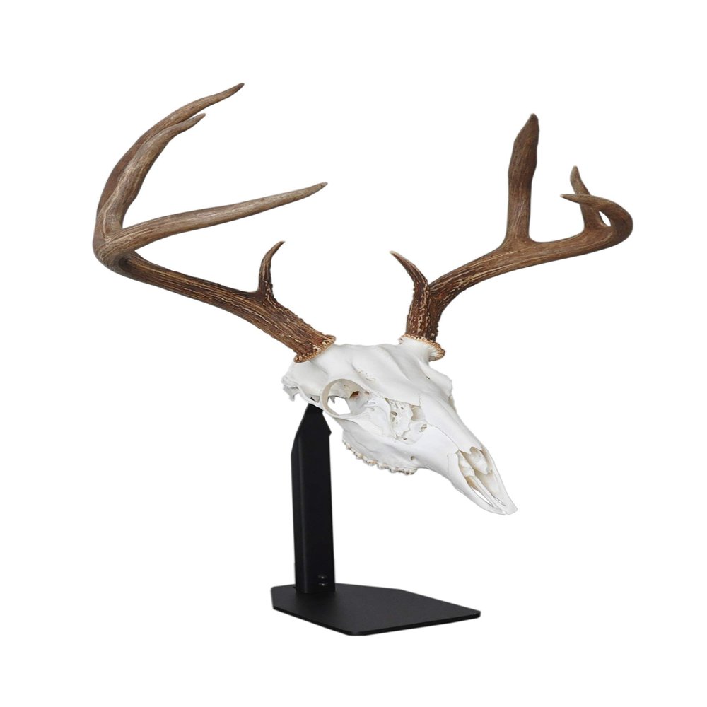 DEAD ON DISPLAY Desktop Mount- American Made, European Mount Skull Hanger Taxidermy Trophy Mounting Kit Bracket-