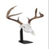 DEAD ON DISPLAY  Desktop Mount- American Made, European Mount Skull Hanger Taxidermy Trophy Mounting Kit Bracket-