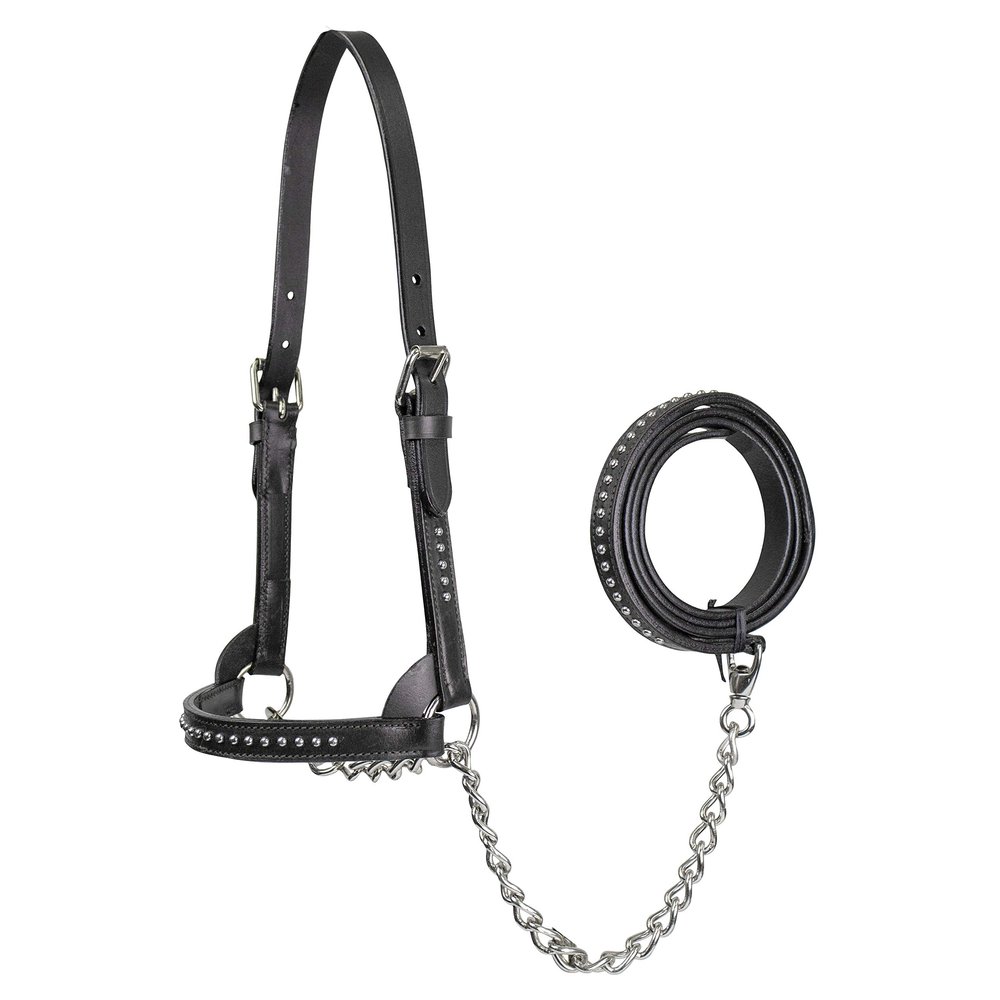 Derby Originals New and Improved Premium Show Spotted Flat Leather Cattle Show Halter with Matching Chain Lead