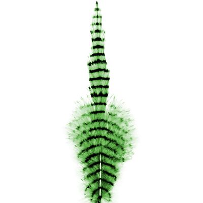 Barred Saddle Hackle