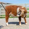 Derby Originals New and Improved Premium Crystal Bling Rhinestone Inlay Flat Leather Cattle Show Halter with Matching Chain Lead view 3