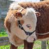 Derby Originals New and Improved Premium Round Rolled Leather Cattle Show Halter with Matching Chain Lead view 3