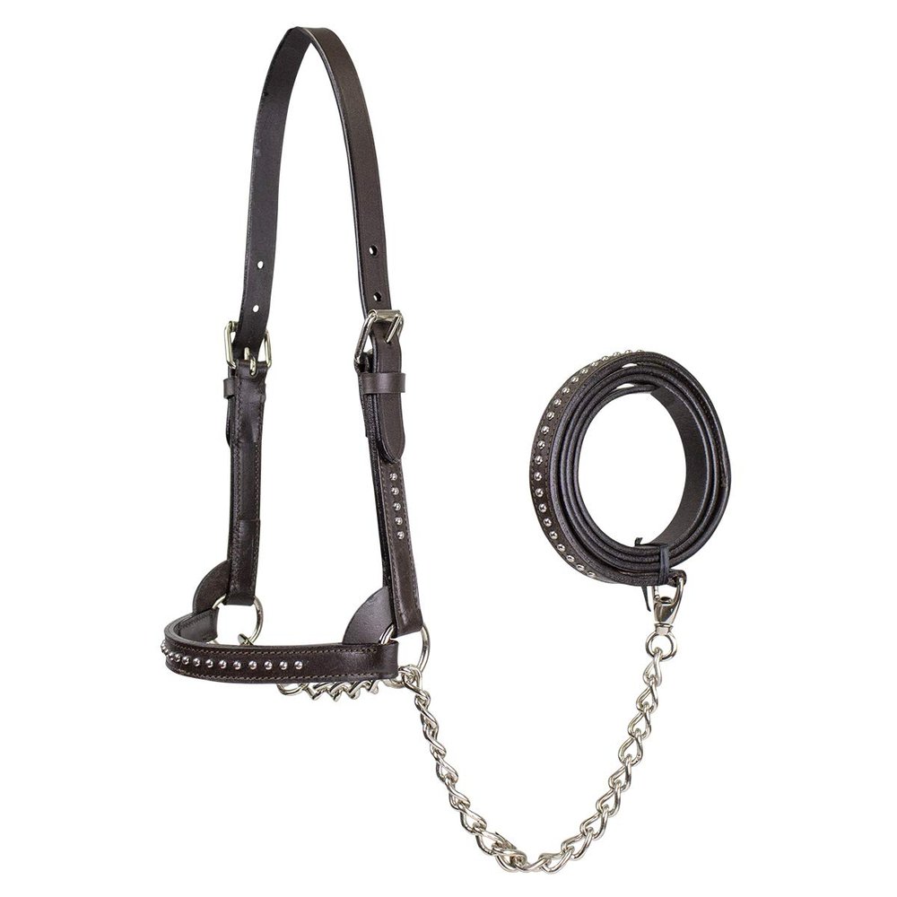 Derby Originals New and Improved Premium Show Spotted Flat Leather Cattle Show Halter with Matching Chain Lead