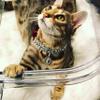 Pawsh & Co's - The Liberace - Pet Jewlery, Pet Accessories, Pet Necklace/Collar view 3
