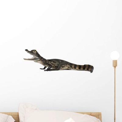 Wallmonkeys Spectacled Caiman Crocodile Wall Decal Peel and Stick Animal Graphics (18 in W x 8 in H) WM502942