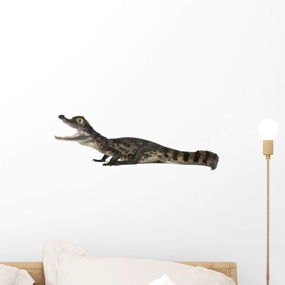 Wallmonkeys Spectacled Caiman Crocodile Wall Decal Peel and Stick Animal Graphics (18 in W x 8 in H) WM502942