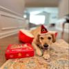 Midlee Santa Hat Headband with Red/White Bell Collar for Large Dogs view 4