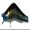Blazeye Evorots 120F #010 Lure GB Mullet