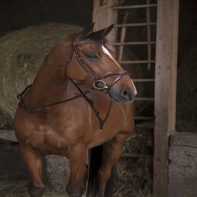EKKIA (Ekia) 3338025592284 Horse Riding Equipment NORT.PRO Hunting Web REINS HAV 305621018, oner Size, Other