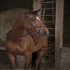 EKKIA (Ekia) 3338025592284 Horse Riding Equipment NORT.PRO Hunting Web REINS HAV 305621018, oner Size, Other view 1