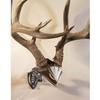 Skull Hooker Bone Bracket European Trophy Mount with Skull Cap Included  Perfect Kit for Hanging and Mounting Capped Skulls for Display, Graphite Black, One Size (SKH-BB-SC-Assy)