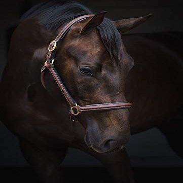 Jacson Horse Halter Leather Halter Cancun Leather Halter Cancun Brown Cob 587068