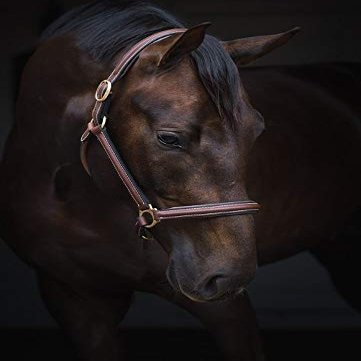 Jacson Horse Halter Leather Halter Cancun Leather Halter Cancun Brown Cob 587068