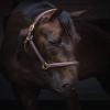 Jacson Horse Halter Leather Halter Cancun Leather Halter Cancun Brown Cob 587068 view 1