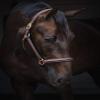 Jacson Horse Halter Leather Halter Cancun Leather Halter Cancun Brown Ponny 587067 view 1