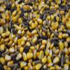 Croixdale Farms Wildlife Delight Deer Feed, 50-Pound Bag view 3
