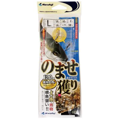 Marufuji (Thermal Hyacinth) R  176 Not Fascinated with Strong Large Big (14) R  176