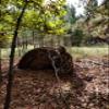 Ghillie Suits 3D Camouflage Hunting Leafy Suit - Spring color, (Large/X-Large) view 3