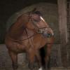EKKIA (Ekia) 3338025592444 Horse Riding Equipment reins NORT.PRO RUB.REIN Large FS HAV 305639018, oner Size, Other view 1