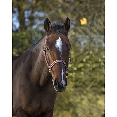 EKKIA (Ekia) 3338025596404 Horse Riding Equipment Black POLYFUN E-T Halter Pony.Black 510088033, oner Size, Other