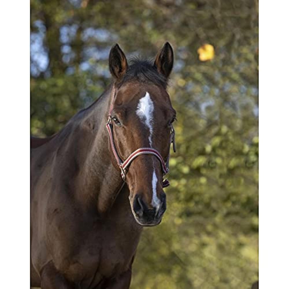 EKKIA (Ekia) 3338025596404 Horse Riding Equipment Black POLYFUN E-T Halter Pony.Black 510088033, oner Size, Other