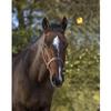 EKKIA (Ekia) 3338025596404 Horse Riding Equipment Black POLYFUN E-T Halter Pony.Black 510088033, oner Size, Other view 1