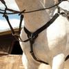 Rhinegold V-Check Elasticated Breastplate-Cob-Havana view 1