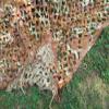 Mitef Heavy-Duty 210D Camo Netting Camouflage Net for Camping Hunting Blinds Shooting Military Decoration, Desert, 13.3x16.6ft/4x5m view 2