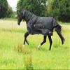 Rhinegold Full Neck Konig - Mediumweight 200gsm Polyfill, Black, 5'9" view 2