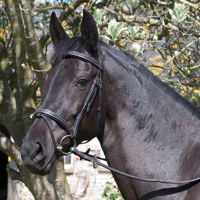 Rhinegold 0 Elegance Stitched Flash Bridle-Full-Havana