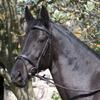Rhinegold 0 Elegance Stitched Flash Bridle-Full-Havana view 1