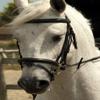 Rhinegold Bridle - Cob - Black view 1