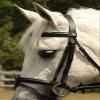 Rhinegold Bridle - Cob - Black view 2