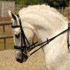 Rhinegold Double Comfort Bridle - Cob - Havana view 1