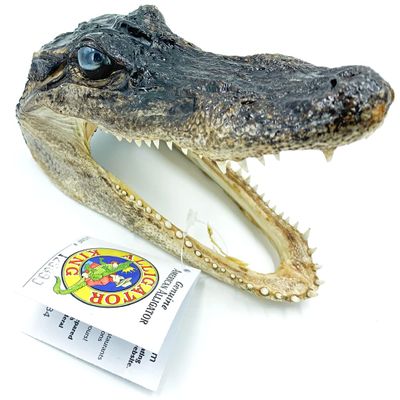 Alligator King 6-7 With Louisiana Wildlife and Fisheries Tag #125890