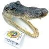Alligator King 6-7 With Louisiana Wildlife and Fisheries Tag #125890 view 1
