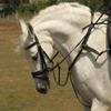 Rhinegold 5-Point Breastplate - Pony - Havana view 1
