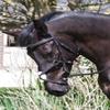 Rhinegold Elegance Stitched Mexican Bridle-Cob-Black view 1