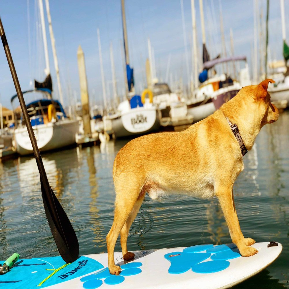 Better Surf than Sorry Pup Deck Dog Traction pad (Blue)