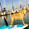 Better Surf than Sorry Pup Deck Dog Traction pad (Blue) view 1