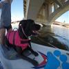 Better Surf than Sorry Pup Deck Dog Traction pad (Teal Blue) view 3
