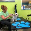 Better Surf than Sorry Pup Deck Dog Traction pad (Teal Blue) view 4