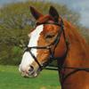 Rhinegold Comfort Mexican Noseband Bridle - Cob - Black view 1