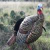 Avian X HDR Jake Turkey Decoy view 3