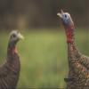 Avian X HDR Jake Turkey Decoy view 4