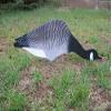 Fowl Flocker Canada Goose Decoy Head Flocking Kit - 100 Heads view 4