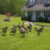 Fowl Flocker Canada Goose Head Decoy Flocking Kit - 50 Heads view 4