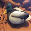 Fowl Flocker Mallard Supreme Decoy Flocking Kit - 36 Heads view 1