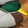 Fowl Flocker Mallard Supreme Decoy Flocking Kit - 36 Heads view 3