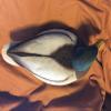 Fowl Flocker Mallard Supreme Decoy Flocking Kit - 36 Heads view 4